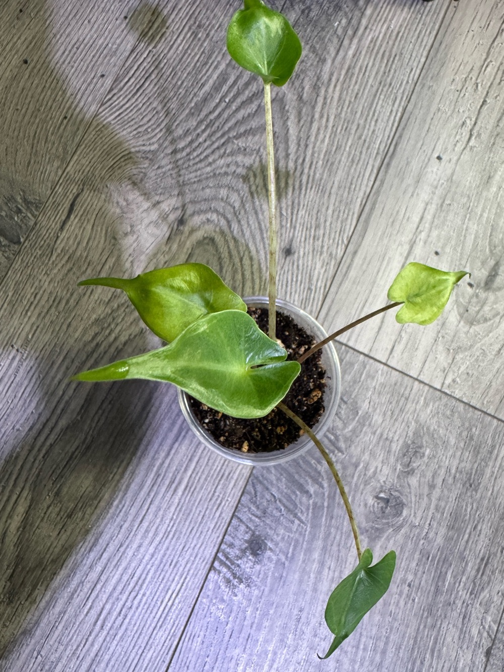 Alocasia Stingray